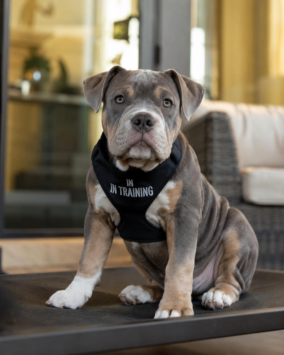 Labrador prospect wearing training vest for Brain First development